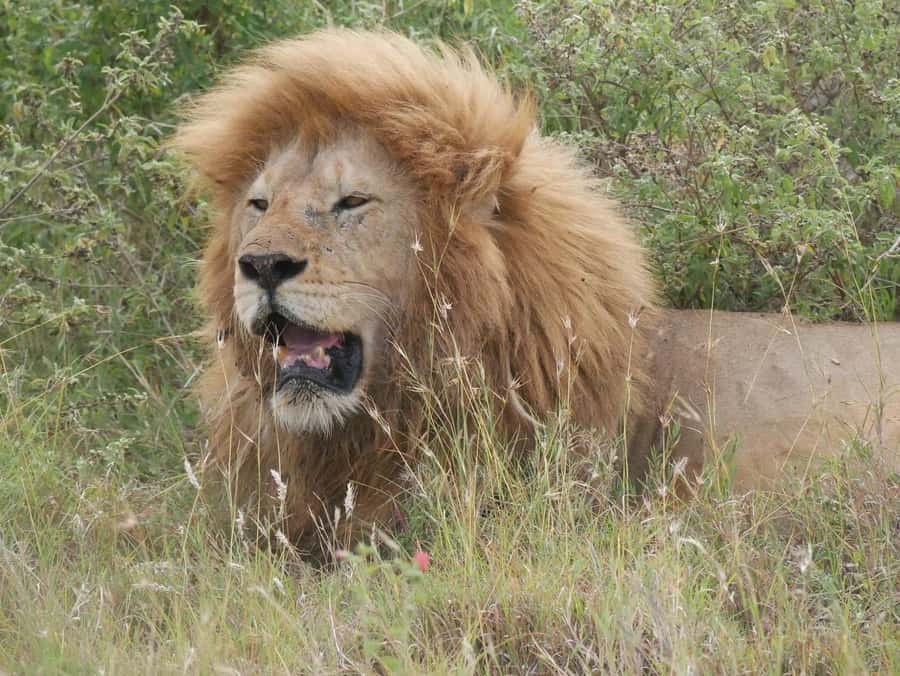 From Zanzibar: Nyerere National Park Game Drive with Lunch - The early start from Zanzibar