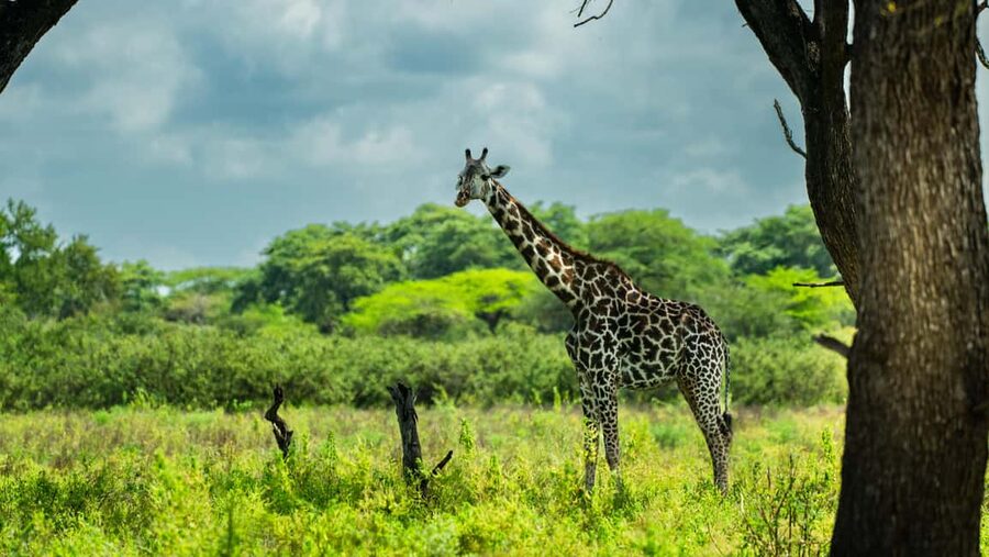 From Zanzibar: Overnight Selous G.R. Safari with Flights - From Zanzibar beaches to the African bush