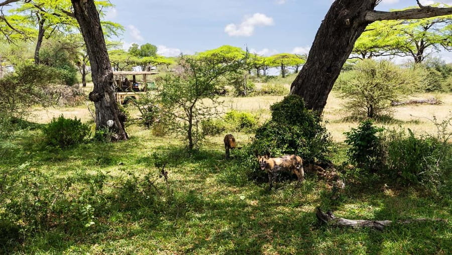 From Zanzibar: Overnight Selous G.R. Safari with Flights - Bush lunch in the middle of the park