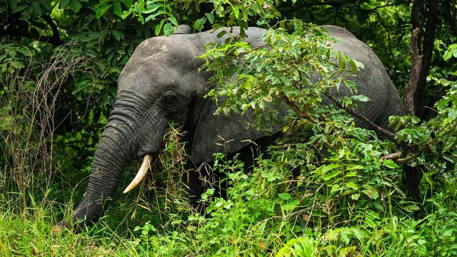 From Zanzibar: Overnight Selous G.R. Safari with Flights - The second day: more time, better chances