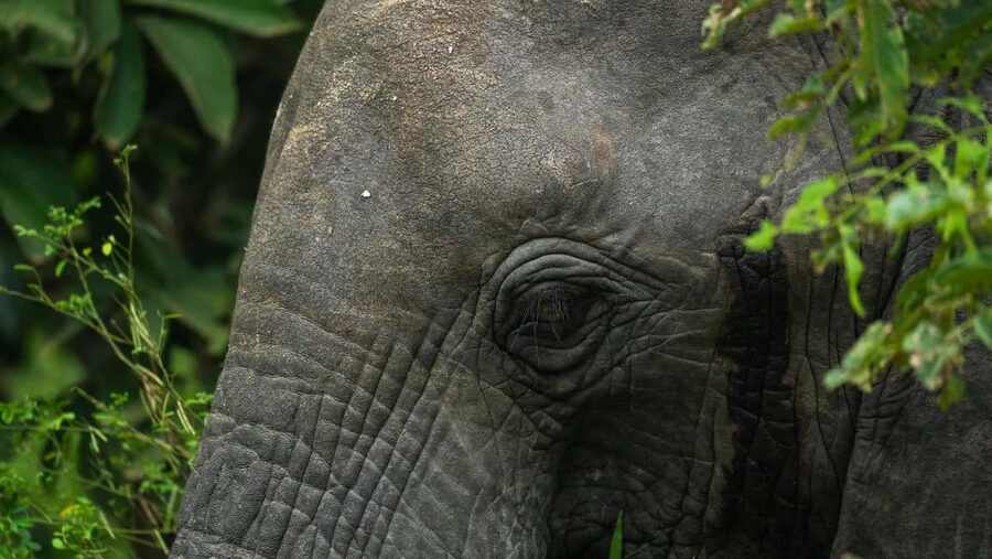 From Zanzibar: Overnight Selous G.R. Safari with Flights - The first game drive and the appeal of Nyerere