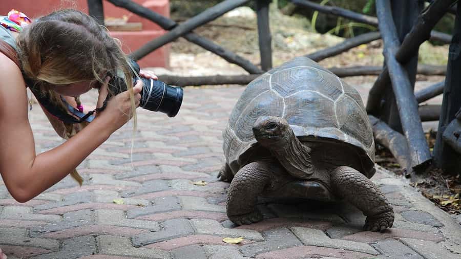 From Zanzibar: Prison Island With Nakupenda Tour - Meeting the tortoises on Prison Island