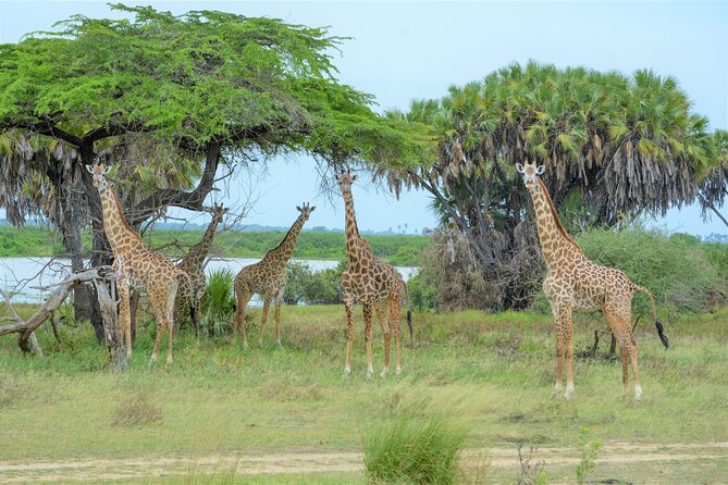 From Zanzibar: Selous Game Reserve Day Safari with Flights - The 4 a.m. pickup and Zanzibar airport