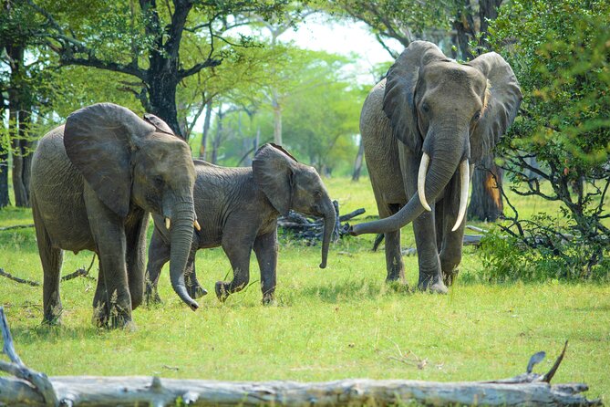 From Zanzibar: Selous Game Reserve Day Safari with Flights - Seven hours among Rufiji’s wildlife