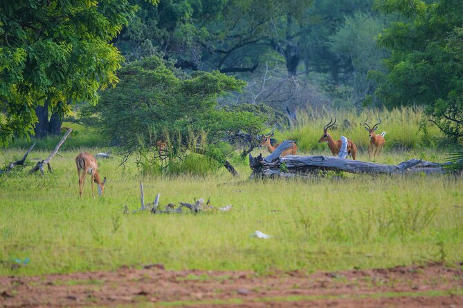 From Zanzibar: Selous Game Reserve Day Safari with Flights - The return flight and hotel drop-off