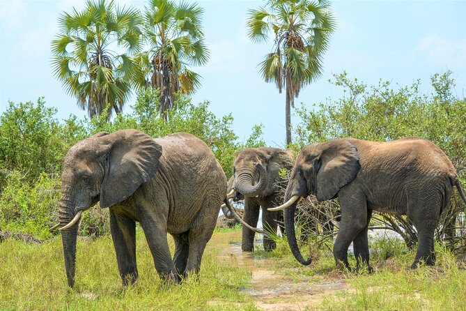 From Zanzibar: Selous Game Reserve Day Safari with Flights - Is $464.39 a fair price?