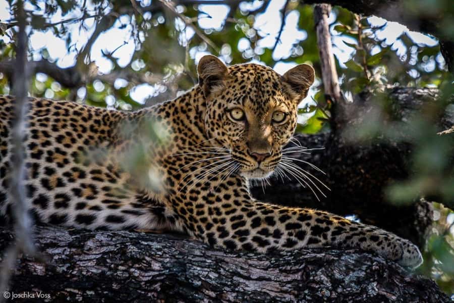From Zanzibar: Selous Game Reserve Full-Day Safari - Why this Zanzibar safari works as a day trip