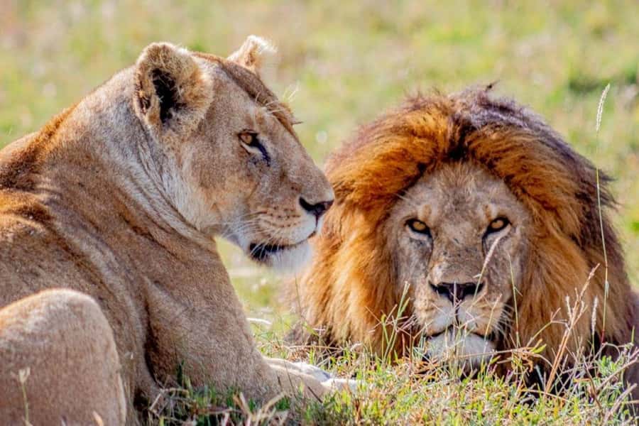From Zanzibar: Selous Game Reserve Full-Day Safari - Seven hours inside Nyerere National Park