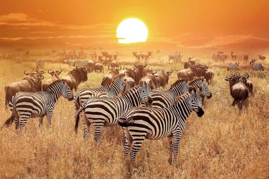 From Zanzibar: Selous Game Reserve Full-Day Safari - Who should book this experience