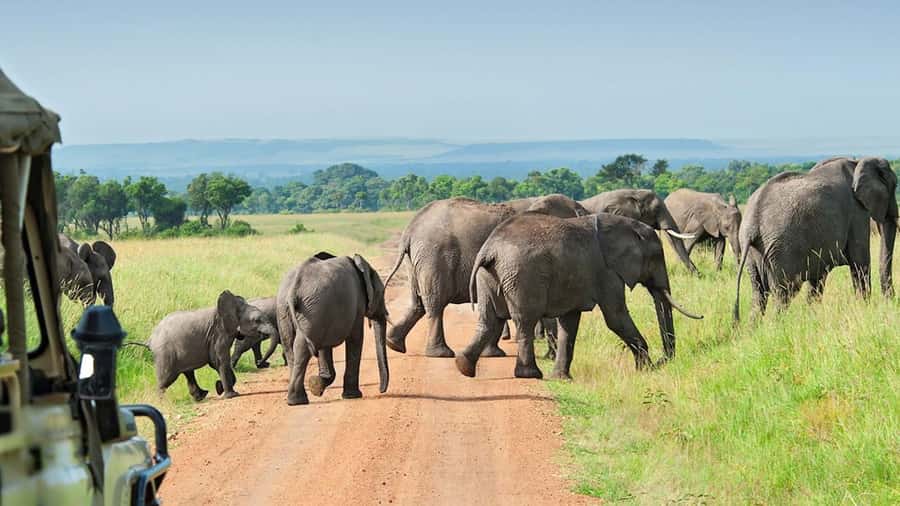 From Zanzibar: Selous Game Reserve Full-Day Safari - Cancellation and booking advice