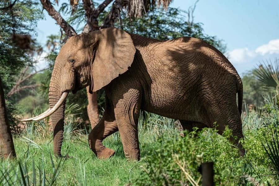 From Zanzibar: Selous Game Reserve Full-Day Safari - The early pickup and flight from Zanzibar