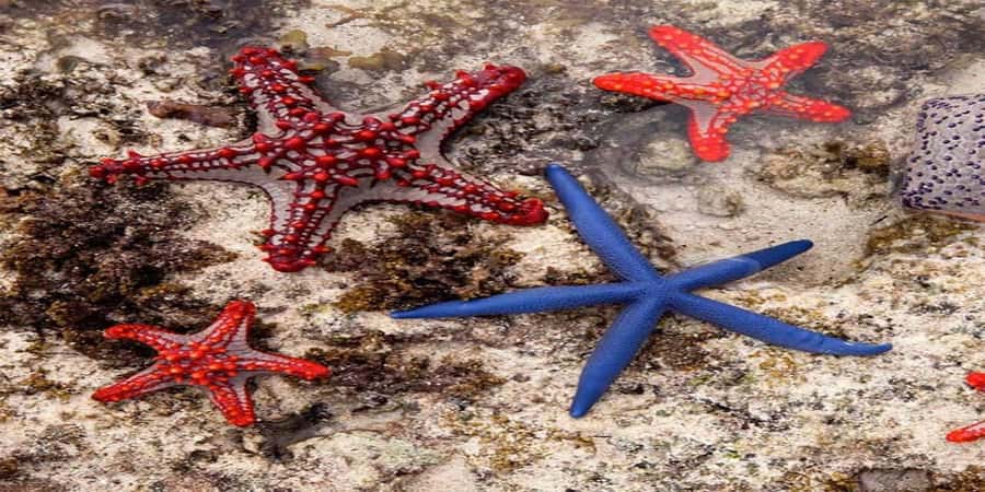 From Zanzibar: Starfish, Blue Lagoon, & The Rock Restaurant - Blue Lagoon: the tour’s best water time