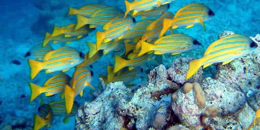 From Zanzibar: Starfish, Blue Lagoon, & The Rock Restaurant - What the private format really gives you