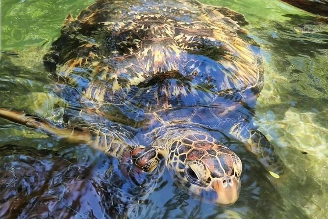 Full day Dolphin tour, Nungwi and Kendwa Beach Tour with Lunch - Nungwi Village, fish market, and dhow building