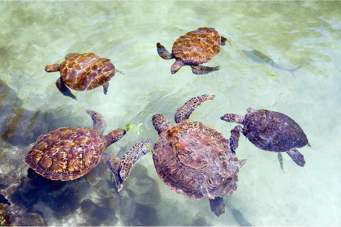 Full day Dolphin tour, Nungwi and Kendwa Beach Tour with Lunch - Kendwa Beach and the sunset finish