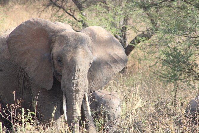 Full-Day Ngorongoro Crater private tour - Why Ngorongoro works as a one-day safari