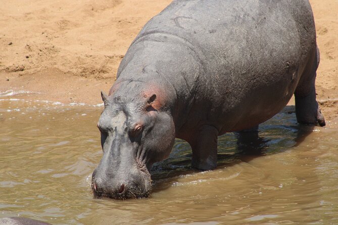Full-Day Ngorongoro Crater private tour - Game drives and what you can expect to see