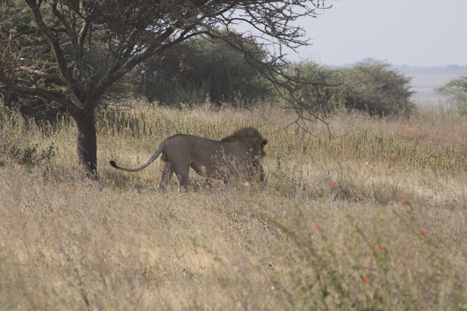Full-Day Ngorongoro Crater private tour - Is $1,080 per person good value?