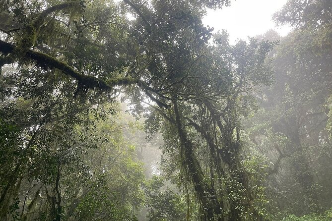 Full Day Private Hiking Tour to Kilimanjaro Mountain - Who should book this private hike?