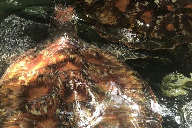 Full Day Private Mnemba Island + Turtles Aquarium & Kendwa Beach - A one-hour visit with sea turtles at Baraka Natural Aquarium