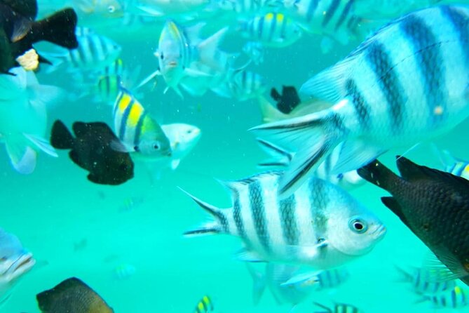 Full Day Private Mnemba Island + Turtles Aquarium & Kendwa Beach - What the $104 price really covers