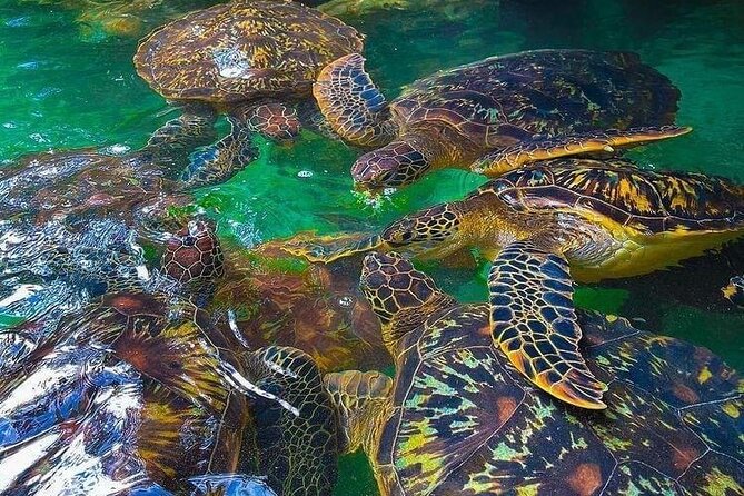 Full Day Private Mnemba Island + Turtles Aquarium & Kendwa Beach - Muyuni Beach and the morning boat to Mnemba