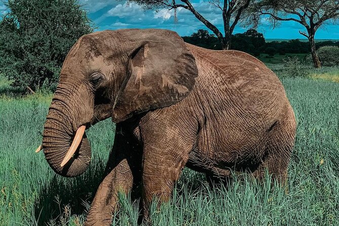 Full Day Private Safari - Tarangire National Park - The private 4x4 changes the pace