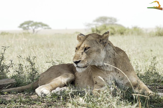 Full-Day Private Serengeti Safari from Mwanza - The Boxed Lunch and the Practical Comforts