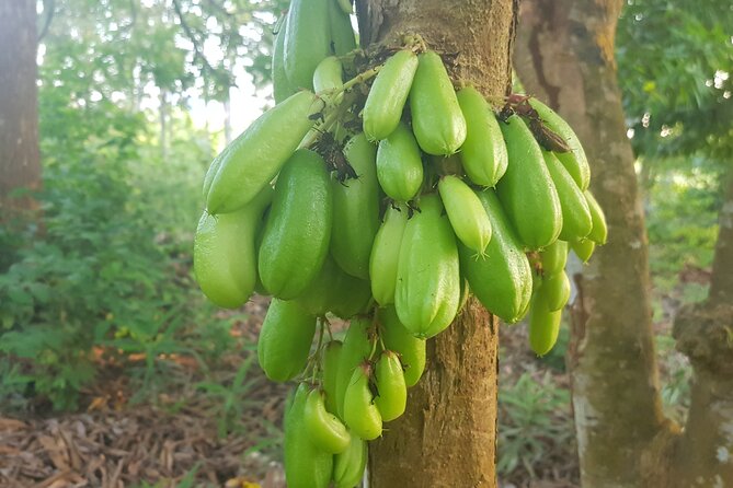 Full Day Private Spice Farm Stone Town and Prison Island - Prison Island, tortoises, and a 30-minute boat ride