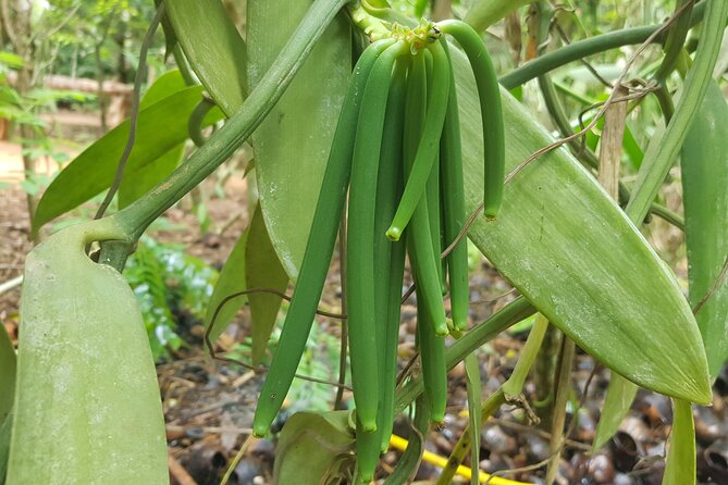Full Day Private Spice Farm Stone Town and Prison Island - Private cars, drivers, and the value of a personal guide