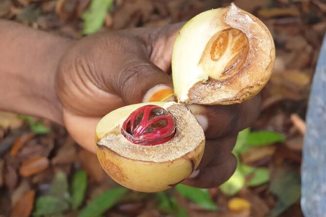 Full Day Private Stone Town, Spice Farm & Prison Island Tour - A three-hour walk through Zanzibar’s spice country