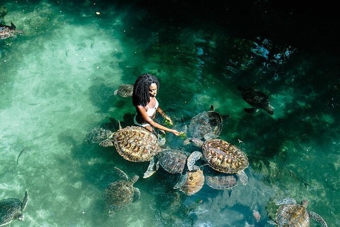 Full Day Private Zanzibar Tour with Sunset Beach - Baraka Natural Aquarium brings you close to green turtles