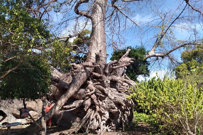 Full-day Safari Blue Trip in Zanzibar with Lunch buffet - The unusual baobab and return to Fumba