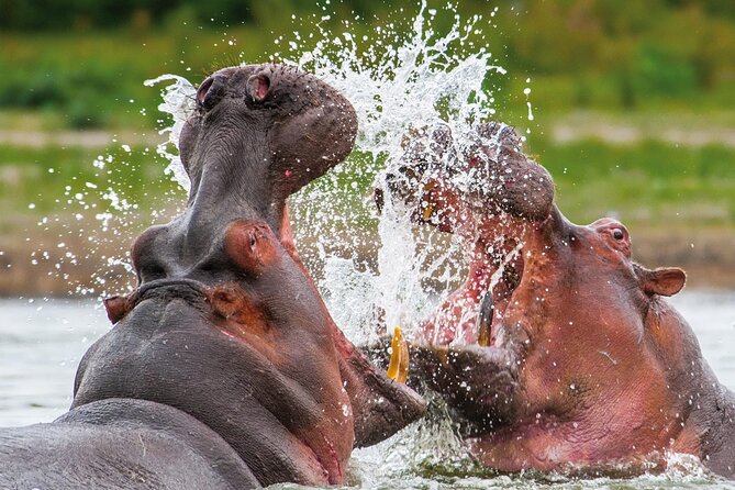 Full Day Safari to Mikumi National Park from Zanzibar with Lunch - A private game drive in Mikumi National Park