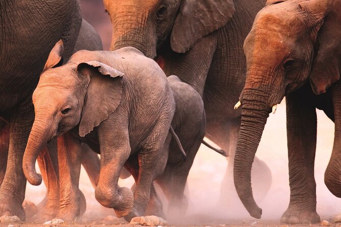 Full Day Safari to Mikumi National Park from Zanzibar with Lunch - The animals you may see