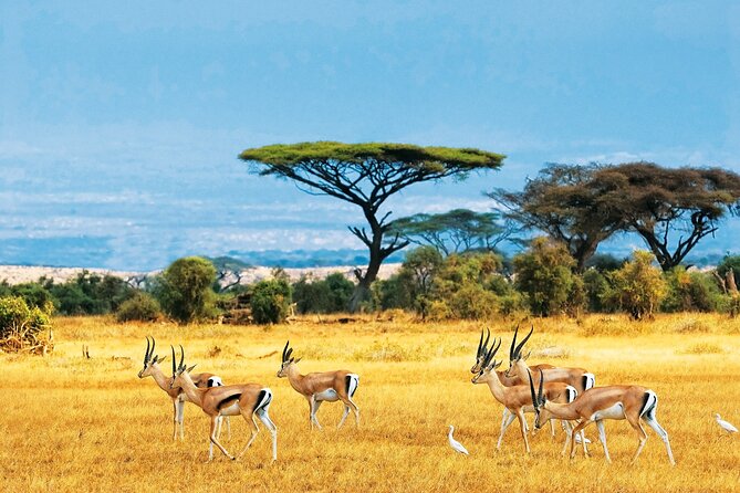 Full Day Safari to Mikumi National Park from Zanzibar with Lunch - Who will enjoy this day most?