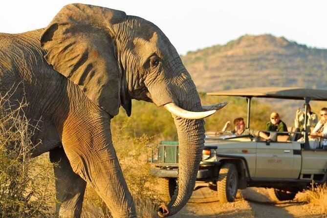 Full Day Safari to Mikumi National Park from Zanzibar with Lunch - Practical details that can affect your day