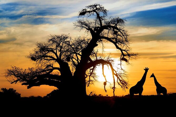 Full Day Safari to Mikumi National Park from Zanzibar with Lunch - The flight makes this practical