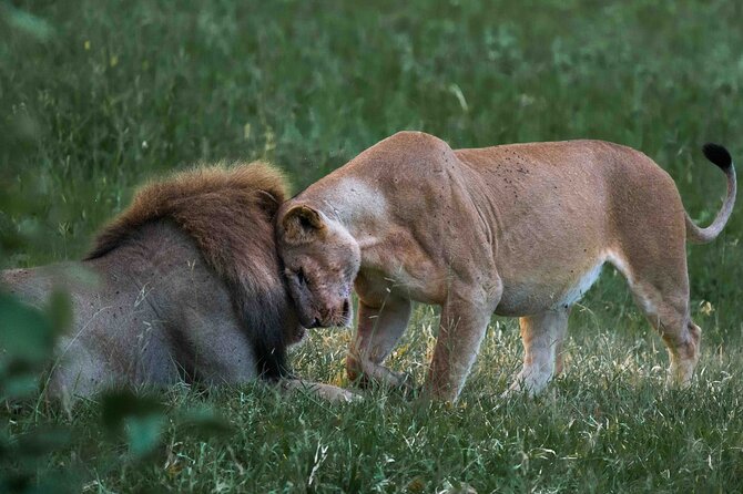 Full-Day Safari Tour from Mikumi National Park of Zanzibar - Landing near Mikumi and meeting your safari guide