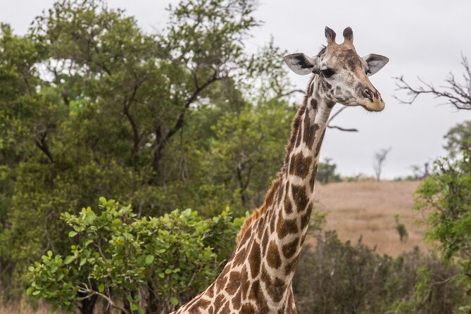 Full-Day Safari Tour from Mikumi National Park of Zanzibar - A bird list that rewards patient watching
