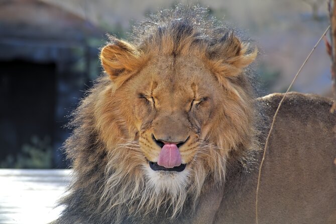 Full-Day Serengeti Tour from Mwanza - Why this Mwanza to Serengeti day trip works
