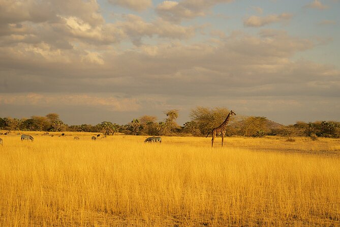 Full-Day Serengeti Tour from Mwanza - Wildlife in a UNESCO-listed park
