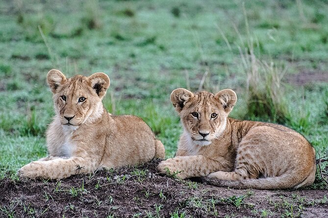 Full-Day Serengeti Tour from Mwanza - The afternoon drive brings a new rhythm