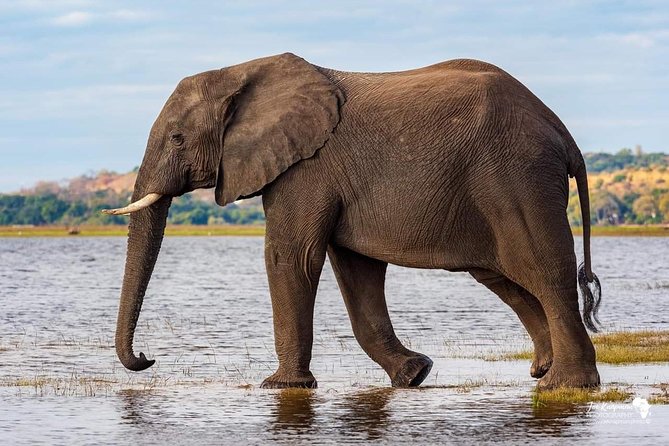Full Day To Arusha National Park - The walking safari is worth asking about