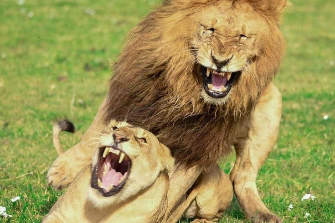 Full Day To Arusha National Park - Who will enjoy this six-hour private outing