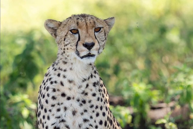 Full Day To Arusha National Park - Practical details that affect your day