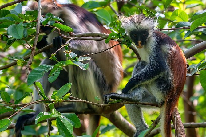 Full-day Tour Mnemba Jozani Forest Kuza Cave Paje Beach The Rock - One day, five very different sides of Zanzibar