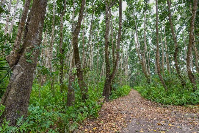 Full-day Tour Mnemba Jozani Forest Kuza Cave Paje Beach The Rock - Guides, vehicles, and the human side of the day