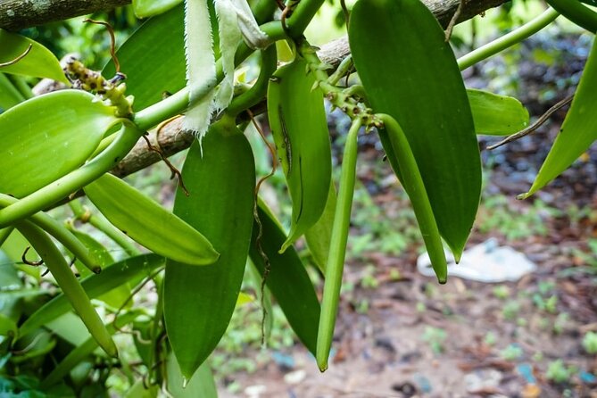 Full Day Tour Stone Town (City tour)+Prison Island and Spice Farm - How the private transport affects the day