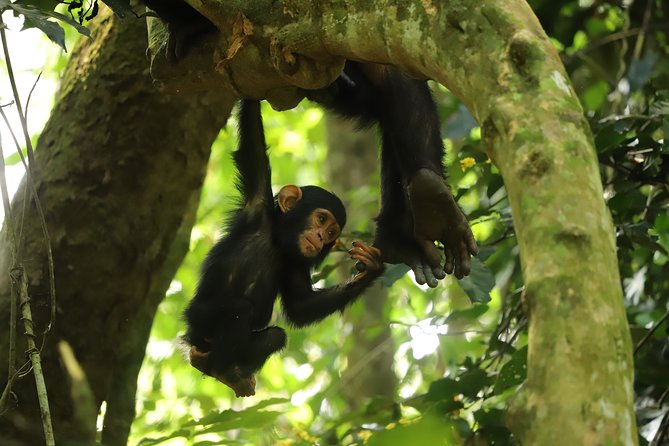 Gombe National Park Chimpanzee Trekking - The six-hour walk through Gombe Stream National Park